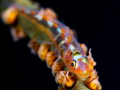   This photo another whipcoral shrimp his natural habitat. Taken Anilao Batangas. habitat Batangas  